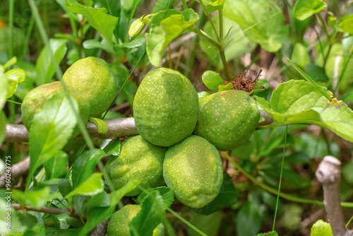 quince green fruit close-up grows in the garden