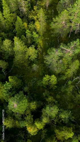 Vertical Cinematic top down aerial boreal conifer forest in Norway-