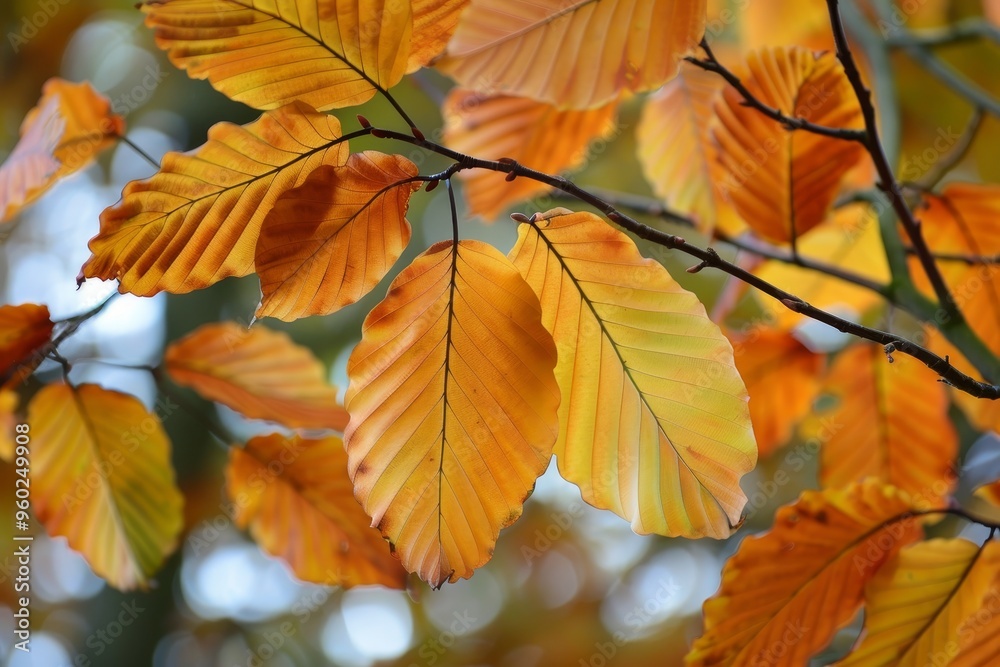 Exploring the enchanting aroma of autumn a journey through beech trees and colorful leaves Exploring the enchanting aroma of autumn a journey through beech trees and colorful leaves