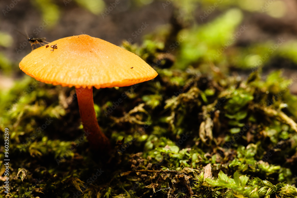 Tawny Grisette or Orange-brown Ringless Amanita growing within the Pike Lake Unit, Kettle Moraine State Forest, Hartford, Wisconsin in late August. Tawny Grisette or Orange-brown Ringless Amanita growing within the Pike Lake Unit, Kettle Moraine State Forest, Hartford, Wisconsin in late August.