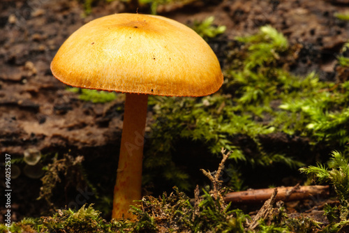 Little Gym mushroom, growing in the Pike Lake Unit, Kettle Moraine State Forest, Hartford, Wisconsin in late August.