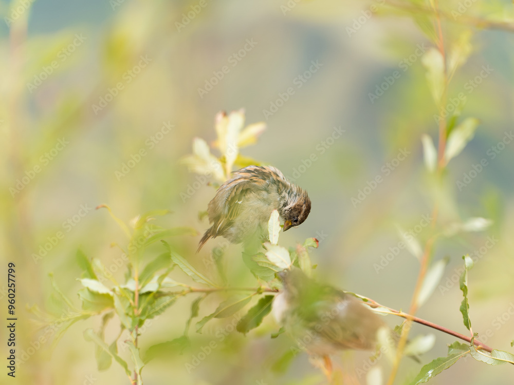 Obraz premium oiseaux 