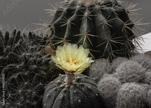 Yellow flower of Astrophytum asterias (Kabuto cactus) with Ferocactus echidne, Mammillaria longimamma and Mammillaria Plumosa. Many beautiful cactus with feathers planted in different shapes and diffe photo