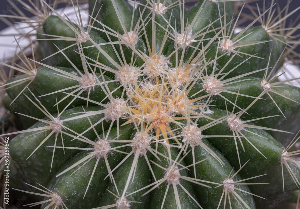 Detail of Ferocactus echidne with sharp white prickles. Prickly green Parodia polyacantha cactus or Parodia langsdorffii plant, Succulent Plant, Cactus flower, Space for text, Selective focus. Detail of Ferocactus echidne with sharp white prickles. Prickly green Parodia polyacantha cactus or Parodia langsdorffii plant, Succulent Plant, Cactus flower, Space for text, Selective focus.