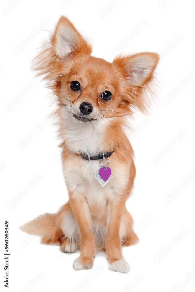 chihuahua dog is sitting on a white background chihuahua dog is sitting on a white background