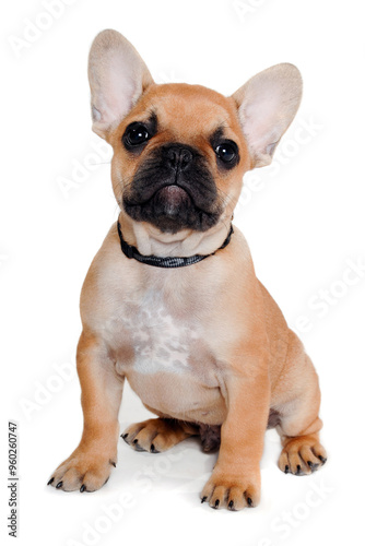 Sad french puppy bulldog is sitting on at clean white background