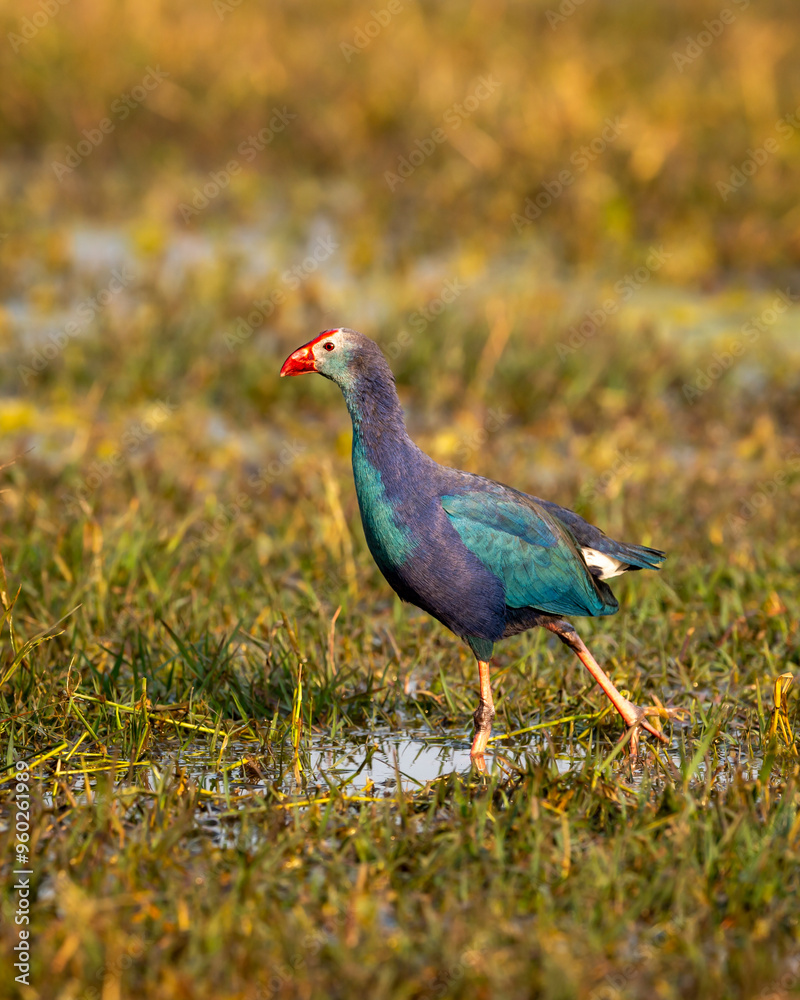 Western swamphen or Purple Moorhen or Porphyrio porphyrio bird closeup or portrait in winter season evening light at wetland of keoladeo national park or bharatpur bird sanctuary rajasthan india asia Western swamphen or Purple Moorhen or Porphyrio porphyrio bird closeup or portrait in winter season evening light at wetland of keoladeo national park or bharatpur bird sanctuary rajasthan india asia