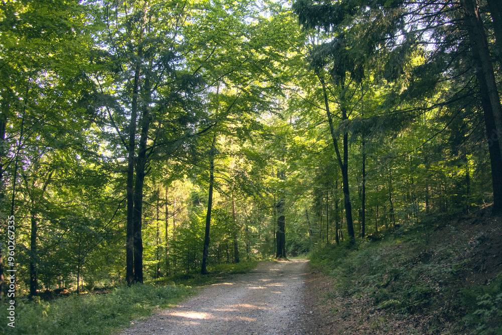 Fototapeta premium Serene forest scene with towering coniferous trees casting long shadows across the forest floor, peaceful atmosphere of the woods as deep connection with nature illustration, outdoor exploration