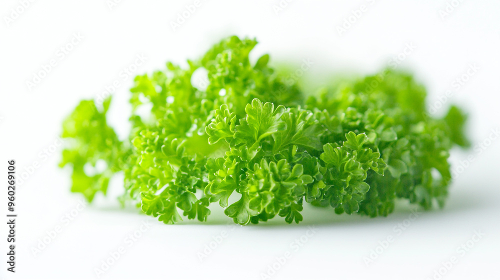 Fresh green parsley resting on a clean surface, showcasing its vibrant color and texture in natural lighting Fresh green parsley resting on a clean surface, showcasing its vibrant color and texture in natural lighting