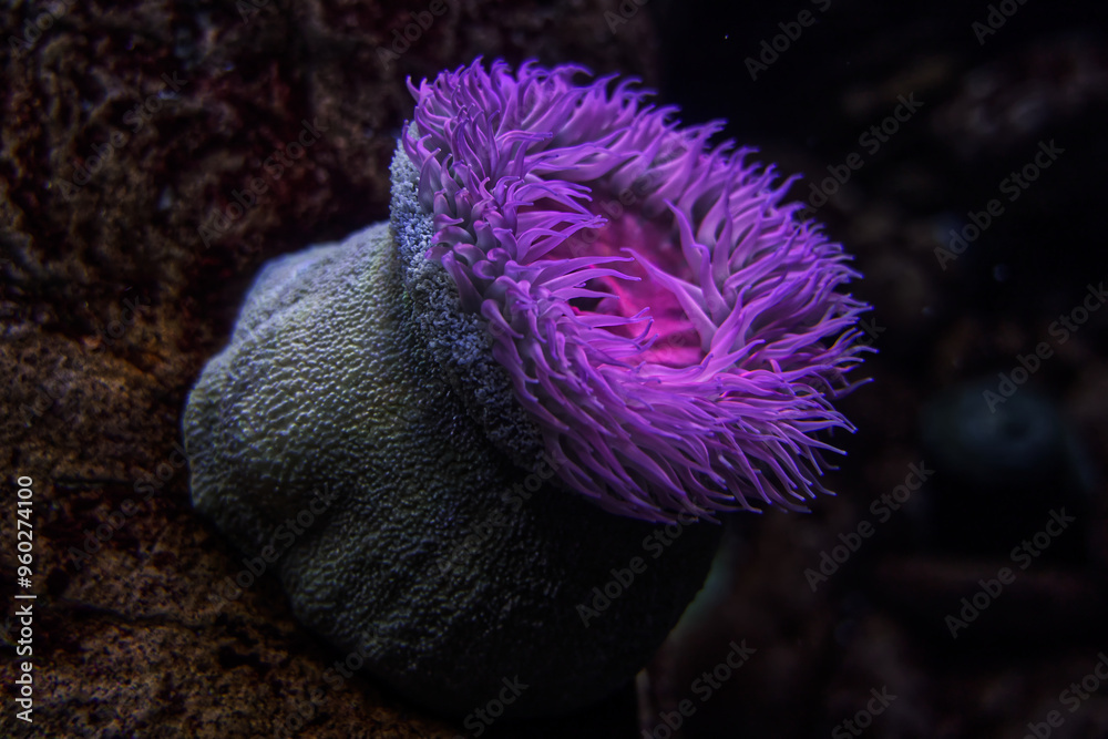Obraz premium Enchanting Purple Sea Anemone A vibrant purple sea anemone showcasing the beauty of marine life.