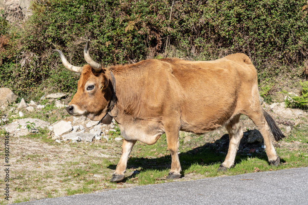Majestic Farm Cow
A tranquil moment captured with a cow strolling through a scenic countryside. Majestic Farm Cow
A tranquil moment captured with a cow strolling through a scenic countryside.