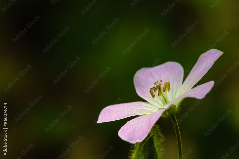 A side close-up view of a solitary Wild Geranium growing within the Pike Lake Unit, Kettle Moraine State Forest, Hartford, Wisconsin in May A side close-up view of a solitary Wild Geranium growing within the Pike Lake Unit, Kettle Moraine State Forest, Hartford, Wisconsin in May