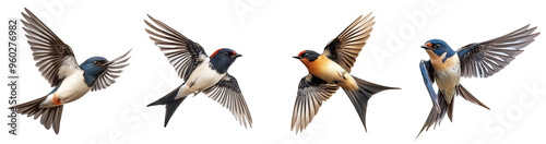 Swallows in mid-flight with detailed wingspans realistic bird illustrations transparent background photo