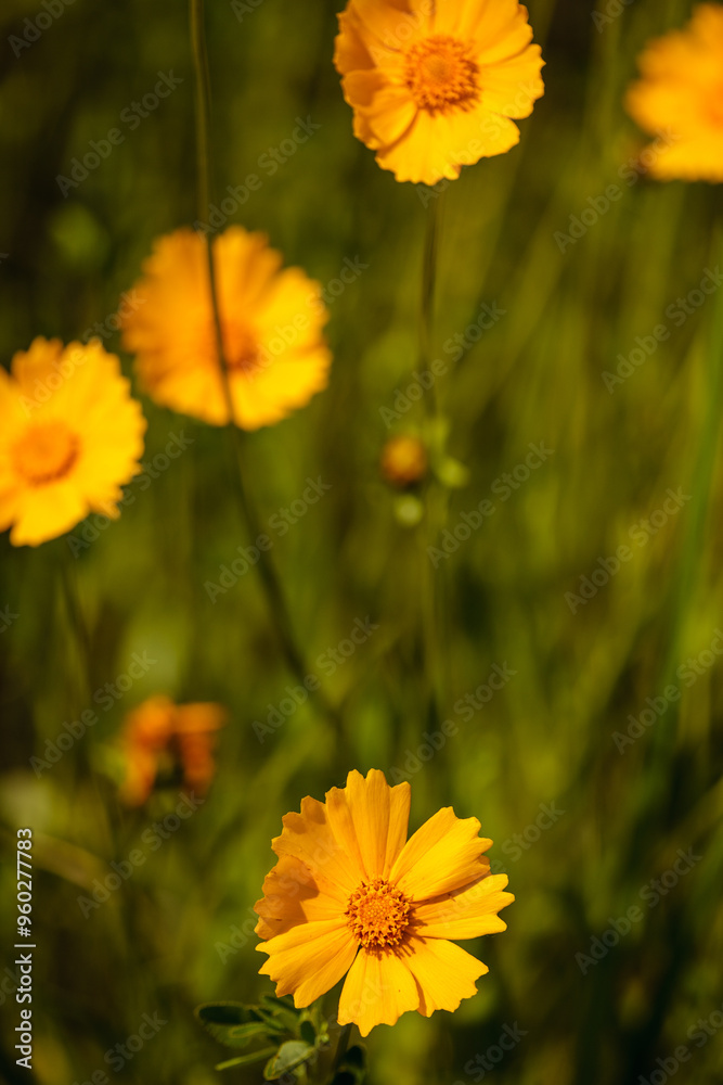 A field of Coreopsis growing wild within the Pike Lake Unit, Kettle Moraine State Forest, Hartford, Wisconsin in mid-June A field of Coreopsis growing wild within the Pike Lake Unit, Kettle Moraine State Forest, Hartford, Wisconsin in mid-June