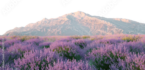 PNG Lavender field mountain landscape photo