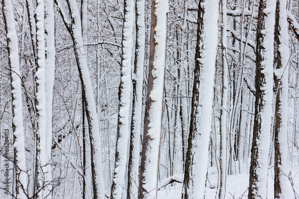 Obraz premium The trunks of the trees within the Pike Lake Unit, Kettle Moraine State Forest, Hartford, Wisconsin stand covered from the recent heavy snowfall in late December.