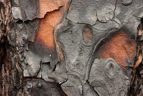 Longleaf pine bark, burned during an earlier prescribed burn within the Topsail Hill Preserve State Park, Santa Rosa Beach, Florida