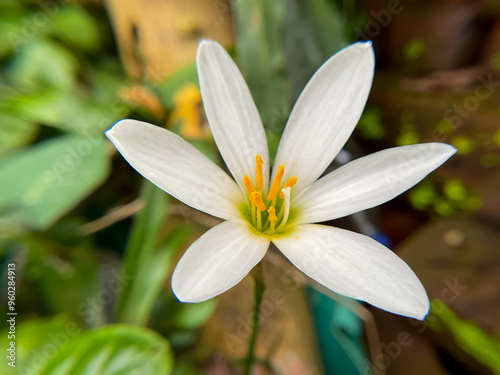 White rain lily (Zephyr lily) The flower has bloomed   photo