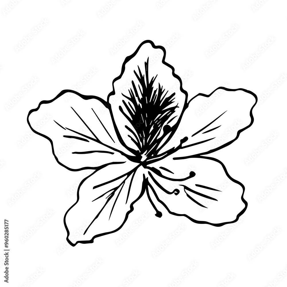 Simple hand drawn vector drawing with black outline. Bauhinia flower, blooming tropical plants, orchid. Sketch in ink Simple hand drawn vector drawing with black outline. Bauhinia flower, blooming tropical plants, orchid. Sketch in ink