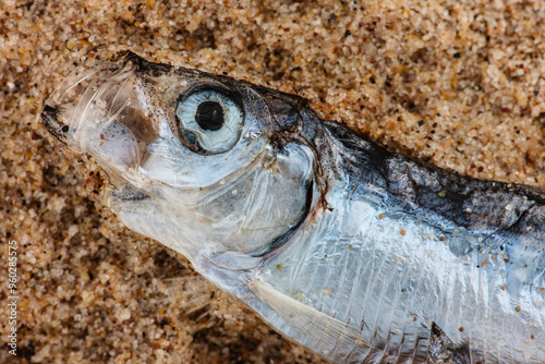 A close-up overhead view of a dead alewife on the beach at Kohler-Andrae State Park, Sheboygan, Wisconsin in early June photo