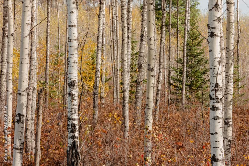 The yellow leaves of the aspen trees illuminate the distant forest as one looks through an aspen grove in early October near Harshaw, Wisconsin in Vilas County The yellow leaves of the aspen trees illuminate the distant forest as one looks through an aspen grove in early October near Harshaw, Wisconsin in Vilas County