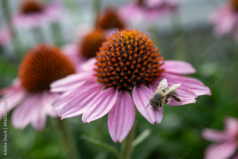 Bee with dewy wings on pink flower.
Bee with dewy wings on pink flower.