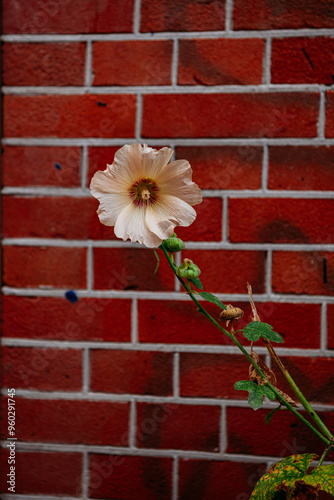 Flower on red brick wall