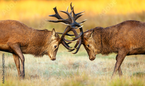 Portrait of red deer stags battling for dominance in autumn meadow during rutting season