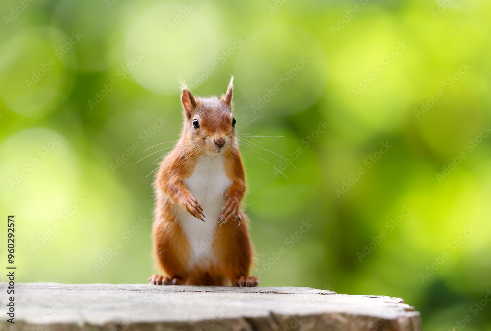 Portrait of a cute playful red squirrel standing on a tree stump Portrait of a cute playful red squirrel standing on a tree stump