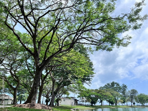 trees Park Scenery with Trees, Grass, and Lakein the park photo