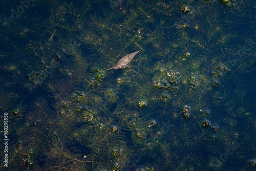 A green petioled plant below the surface.
 photo