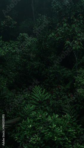 An aerial view or canopy tree top view of rainforest greenery ecosystem, concept of sustainable, conservation and environmental background. ecology exploration of earth, biodiversity and oxygen.