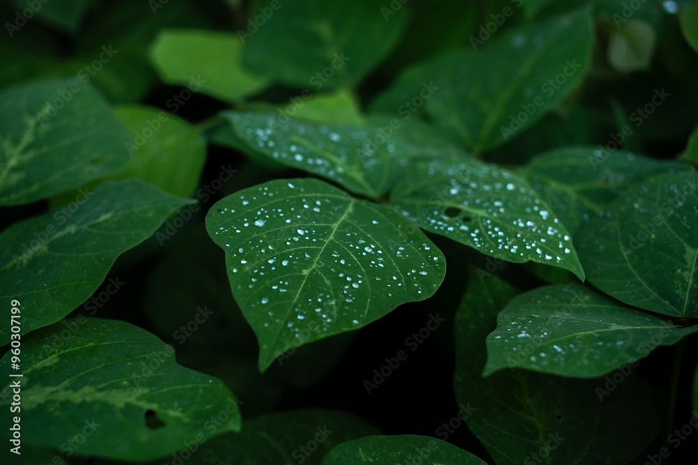 An abstract of green leaves wallpaper or background textured for commercial or presentation, concept of greenery, ecology freshness, tropical and botanical, eco and sustainable, top view overlay. An abstract of green leaves wallpaper or background textured for commercial or presentation, concept of greenery, ecology freshness, tropical and botanical, eco and sustainable, top view overlay.