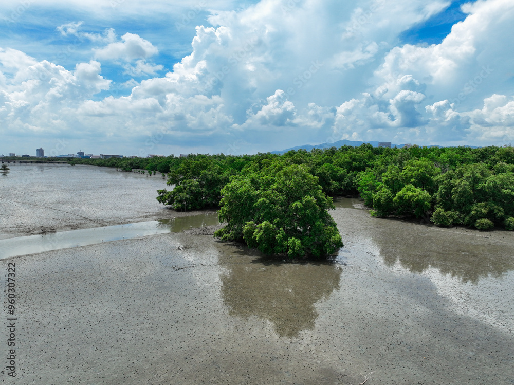 Green mangrove forest landscape. Mangrove ecosystem. Natural carbon sinks. Mangroves capture CO2 from atmosphere. Blue carbon ecosystems. Mangroves absorb carbon dioxide emissions. Biodiversity.