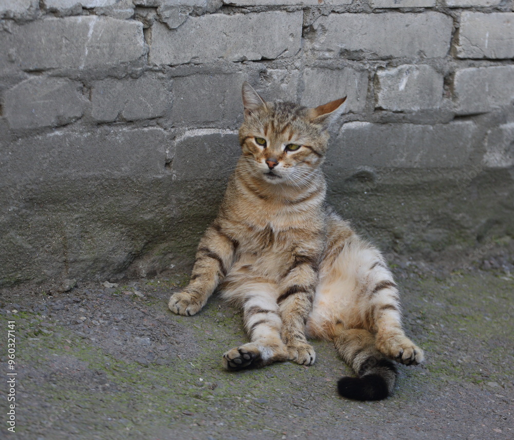 A light grey tabby cat is sitting near a brick wall A light grey tabby cat is sitting near a brick wall