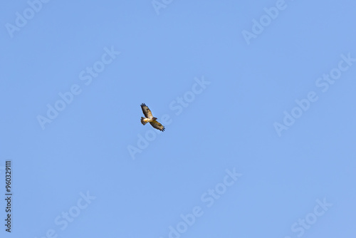 Bussard photo