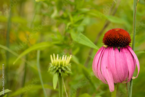 A Purple Coneflower resides among the grasses within the Forest Beach Migratory Preserve, Port Washington, Wisconsin in late August photo