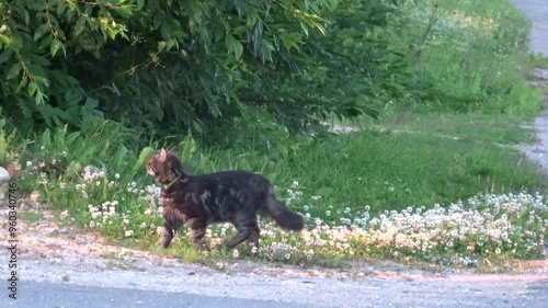The cat hunts birds brindle, green