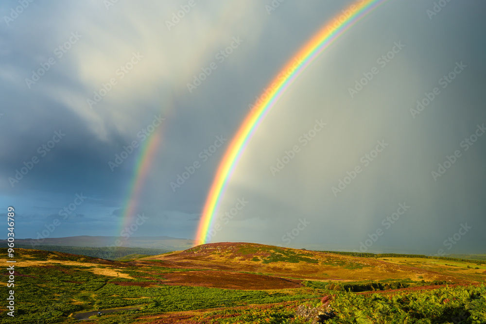 Rainbow over Simonside Hills, which are covered with heather in late summer, they are part of Northumberland National Park near Rothbury, overlooking Coquetdale and the Cheviot Hills 