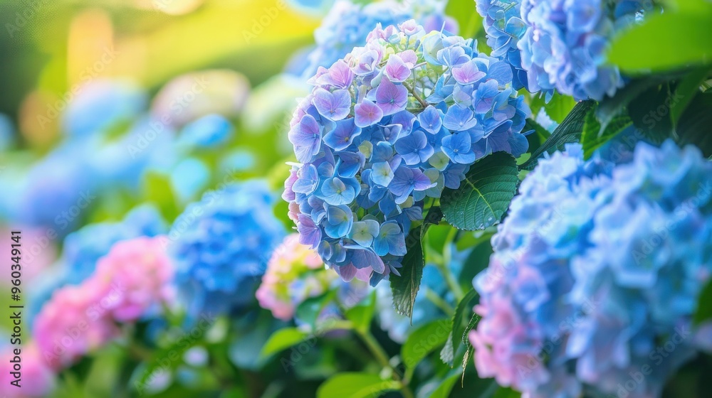 Beautiful hydrangea flowers in shades of blue and pink, vibrant garden background, soft focus, capturing the essence of spring Beautiful hydrangea flowers in shades of blue and pink, vibrant garden background, soft focus, capturing the essence of spring