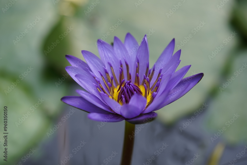Nymphaea, Panama Pacific is a genus of hardy and tender aquatic plants in the family Nymphaeaceae. Hanover Berggarten, Germany. Nymphaea, Panama Pacific is a genus of hardy and tender aquatic plants in the family Nymphaeaceae. Hanover Berggarten, Germany.