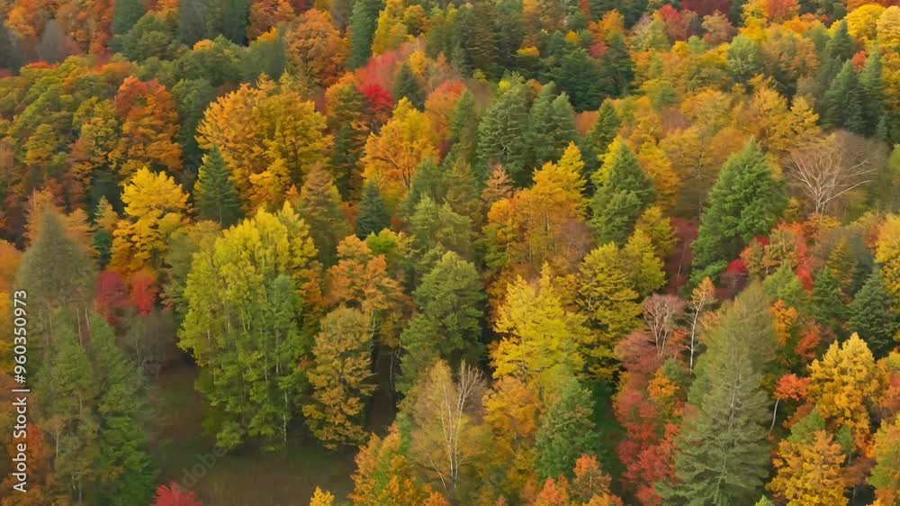 Autumn forest top view flat lay video Autumn forest top view flat lay video