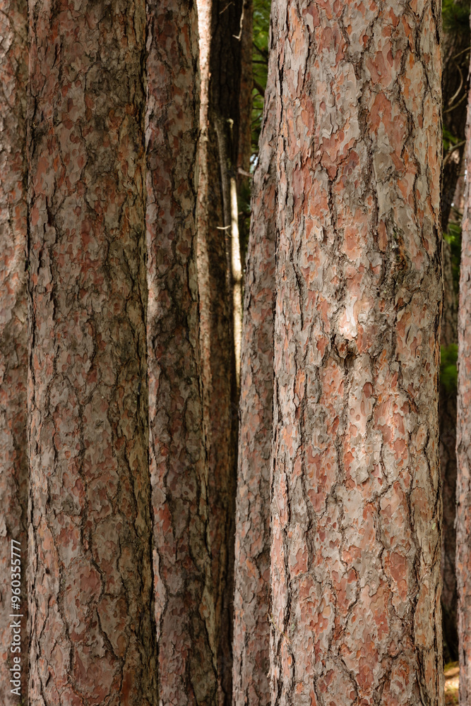 Red pine tree trunks, growing almost parallel to each other, along the shoreline of Trout Lake near Boulder Junction, Wisconsin Red pine tree trunks, growing almost parallel to each other, along the shoreline of Trout Lake near Boulder Junction, Wisconsin