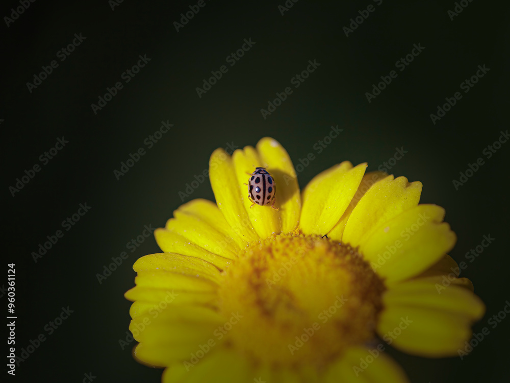 Small bug on wild yellow flower Small bug on wild yellow flower