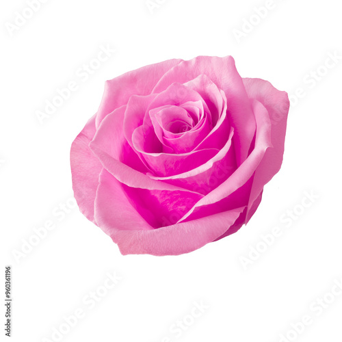Beautiful single pink rose isolated on transparent background.