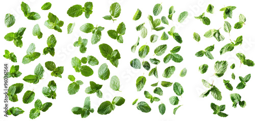 Spearmint leaves fall to the ground on a white background
