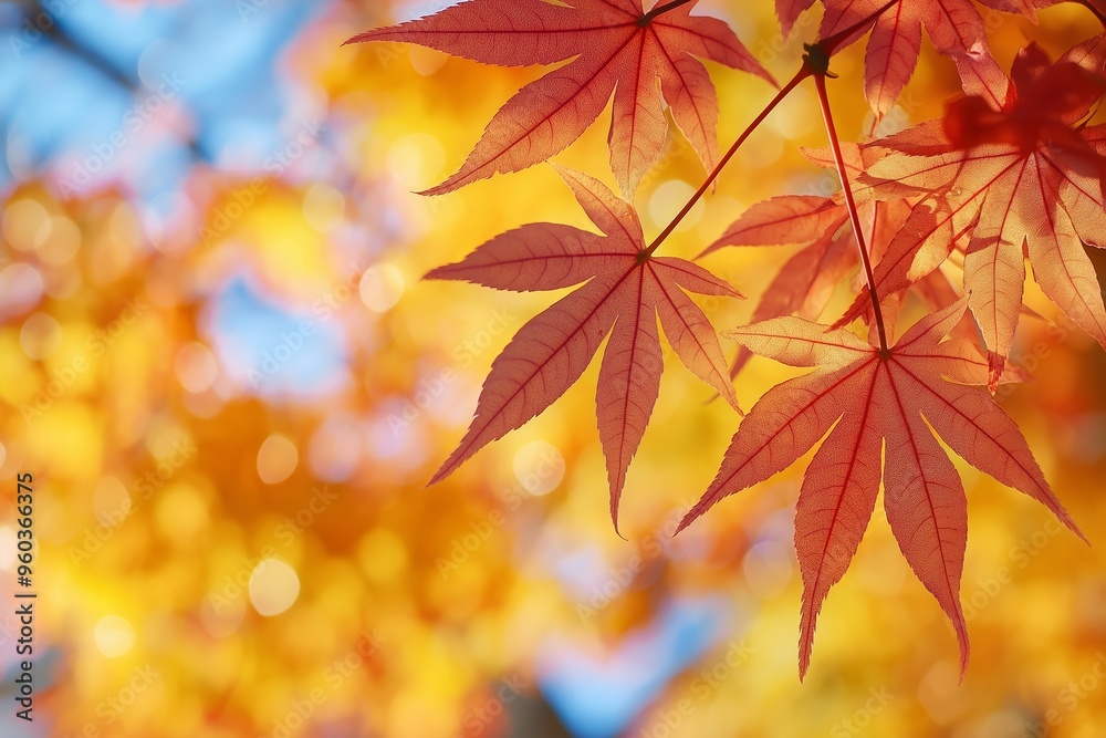 Vibrant autumn leaves in shades of orange and red with a clear blue sky in the background, capturing the essence of fall. Vibrant autumn leaves in shades of orange and red with a clear blue sky in the background, capturing the essence of fall.