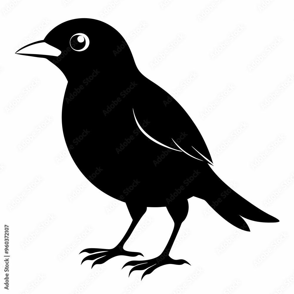 Fototapeta premium Myna Black silhouette