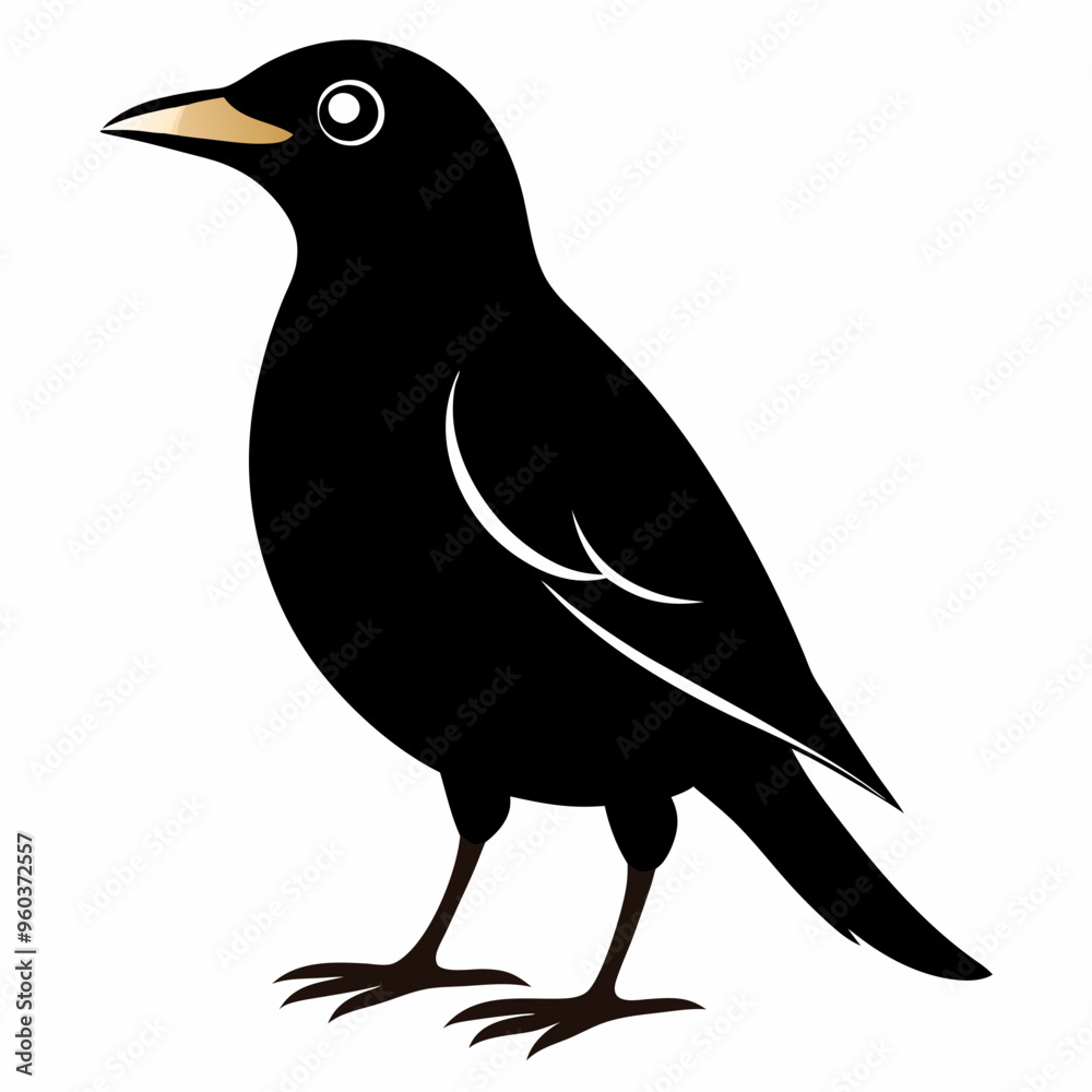 Fototapeta premium Myna Black silhouette
