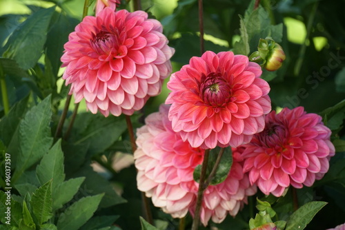 Lilac purple decorative dahlia in the garden. Blossoming pink dahlias, floral background